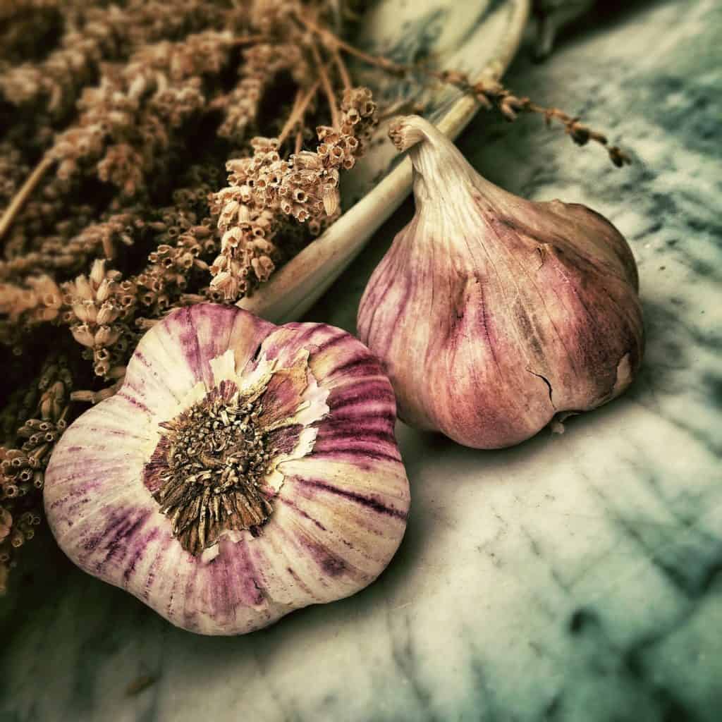 purple garlic bulbs
